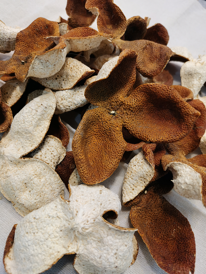 2020年驳枝大红皮